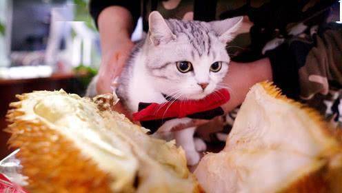 英国短毛猫可以吃的10种水果,你喂对了吗