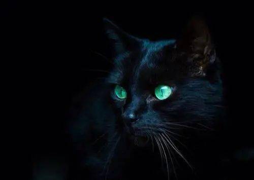 谁说黑猫不吉利 你可能不知道养只黑猫有多快乐