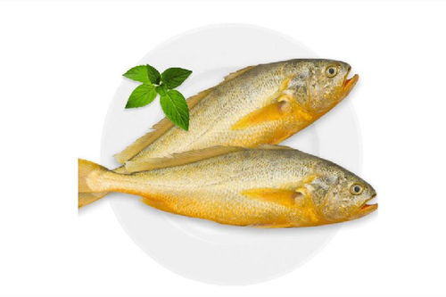 黄花鱼是海鱼还是淡水鱼 黄花鱼属于海鲜吗