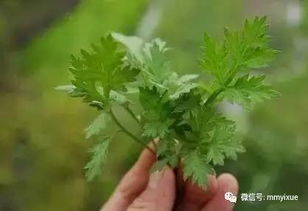 三月四月用好此物,把恶寒 癌症 湿气 病毒统统扫除