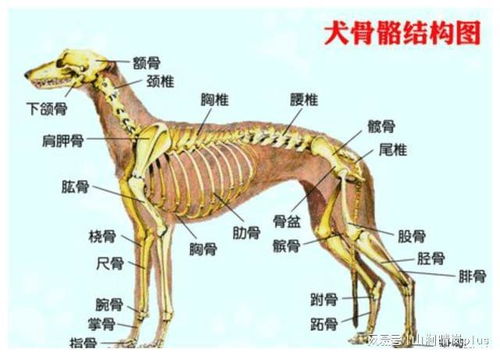 祁连山的 红狗 是哪种动物 被称为 猛兽之首 ,连老虎都杀