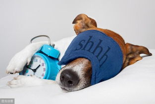 为什么狗狗睡眠时间这么长 其实都是这4个原因导致的