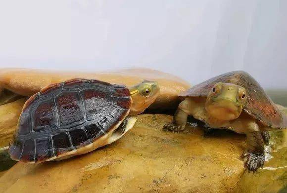 乌龟多少度不建议喂食了