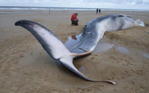 澳大利亚突生异象 270头鲸鱼搁浅,数头或已亡 专家 希望渺茫
