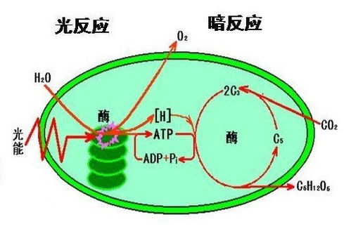 n ad ph是不是在叶绿体内的薄膜上形成 