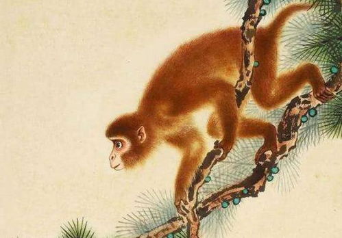 生肖猴2023年桃花如何(2021年生肖猴有哪些桃花)
