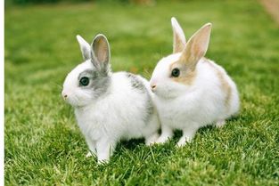 宠物兔可以吃野草吗 