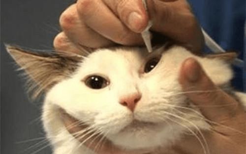 养猫经验 猫眼睛发炎怎么办