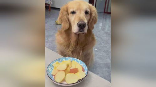 主人吃苹果掉地上后 狗子 给你捡起来了还不高兴