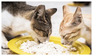 为何猫咪吃得多却日渐消瘦 铲屎官需警惕猫吸收不良综合征