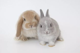 兔子的耳朵为什么那么长