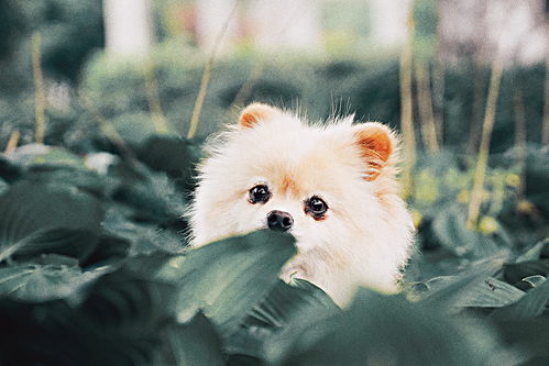 新手铲屎官到底是养幼犬,还是成年犬 其实它们都有优点和缺点