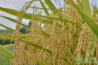 稻花香2号水稻标准化栽培技术,水稻生长期一共多少片，什么叶倒二叶
