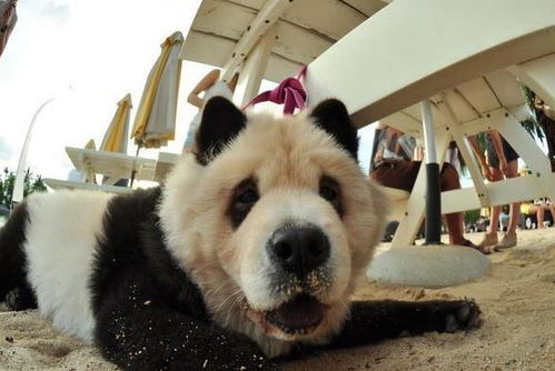 熊猫犬 松狮,为什么会被宠物店拒之门外