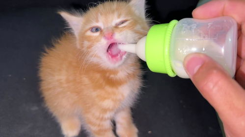给捡回的小猫用奶瓶喂奶,没想到它很配合