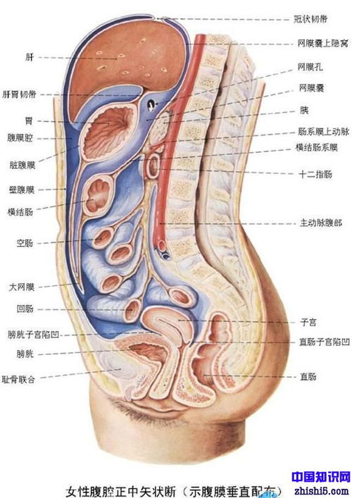 女性身体结构图正面 搜狗图片搜索