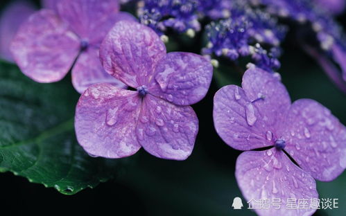 7月7日星座运势 白羊分工明确,狮子三思而行,双鱼另眼相看