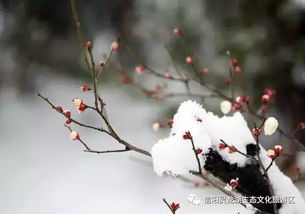 搜狐公众平台 踏雪寻梅 