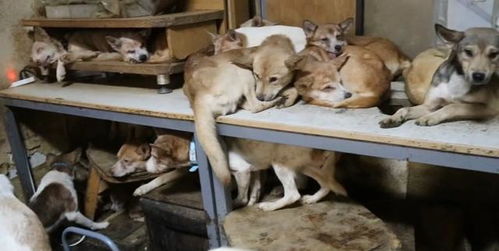 老夫妇收养流浪狗40年 房间塞满164只狗,状况堪忧