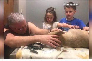 泪崩 比特犬肉身压毒蛇救10岁小主人...惨被咬死