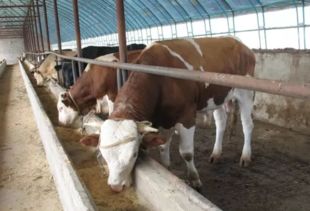 养牛场育肥牛养殖14条实用管理制度 