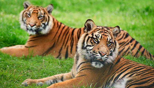 生肖虎是哪一年出生的 哪一年出生的虎命最好
