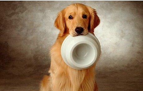 汪百科 投喂狗狗你的食物时,有没有替它的狗命着想过