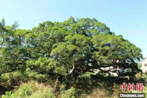 广东启动 守护古树名木 留住美丽乡愁 活动