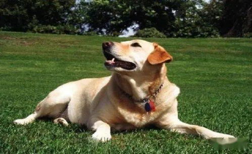 很多人喜欢拉布拉多犬,原来它有6个优点,看完你也想养一个