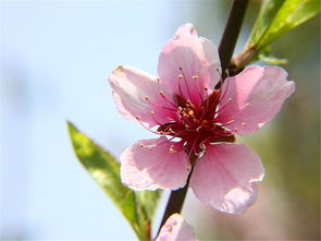 鲜花生能吃吗,花生米可以生吃吗？