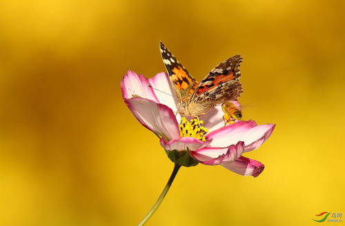 关于花香引蜂蝶的诗句