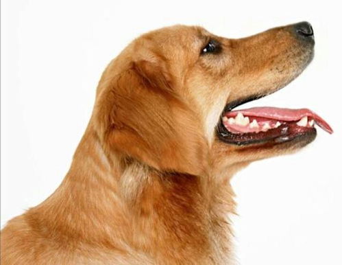 宠物冷知识 狗狗的牙齿健康,才是福