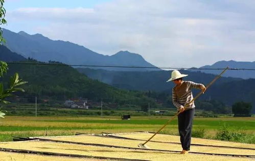 通知 所有怀化人请速回老家 怀化各村都在忙这件事,人手严重不够...