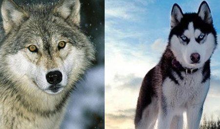 哈士奇和狼的区别 教你轻松辨别的方法