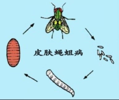 非洲蛆虫病 搜狗图片搜索