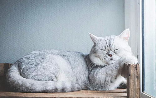 猫咪睡16小时是正常生活现象 其实嗜睡背后已患胰腺炎