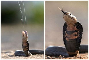 蛇喷射毒液瞬间 南非摄影师冒险拍照 