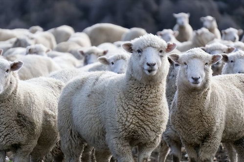 绵羊 能够识别熟悉和陌生的面孔,智商可能比我们想象的要高