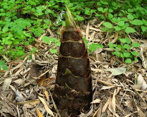 3月4月正当季 我要去建始山里挖野菜了