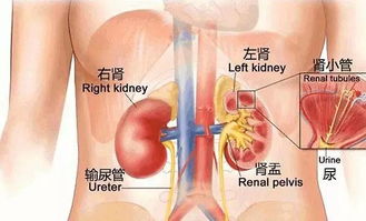 肾虚的13种表现 你虚了吗