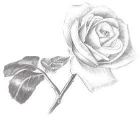 素描白玫瑰的绘画技法 3