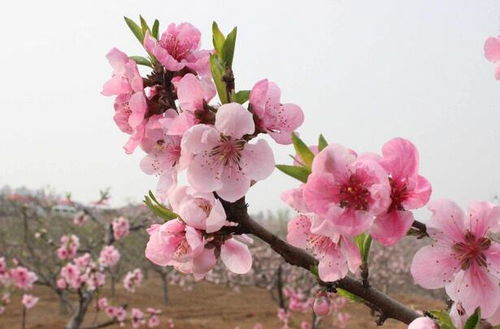 数千名游客冒雨来赏桃花美景,品野菜饺子