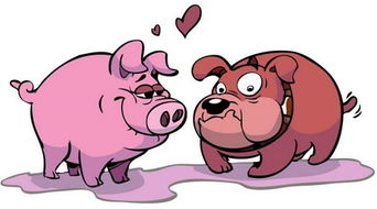 属猪和什么属相相合婚姻(属猪和什么属相比较相合)