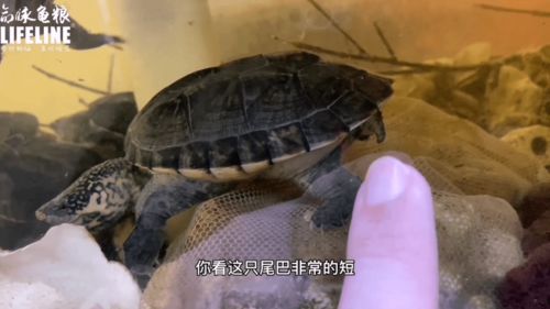 室内龟屋系列 萨尔文巨蛋龟的公母鉴别和状态观察