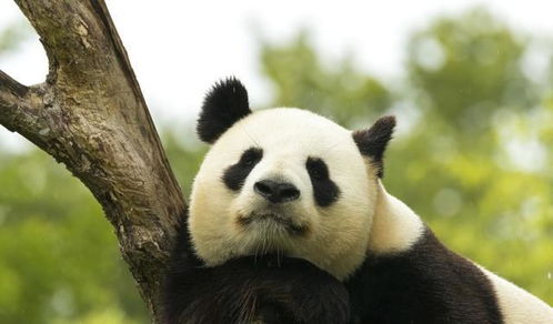 熊猫是保护动物,呆萌可爱,招人喜欢 