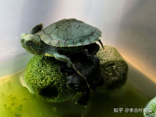 草龟和小青哪个好？