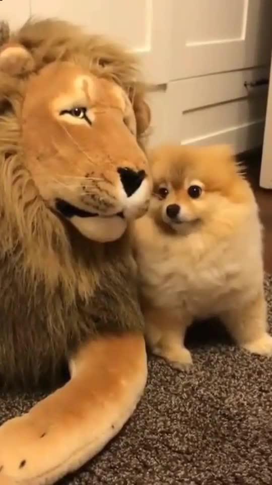 厉害啊小狗,连狮子都不怕了 