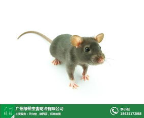 灭鼠公司 荔湾区灭鼠公司 绿裕虫害防治 查看 