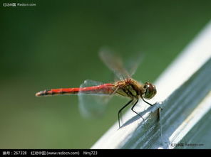 飞在树叶上的蜻蜓图片免费下载 编号267328 红动网 