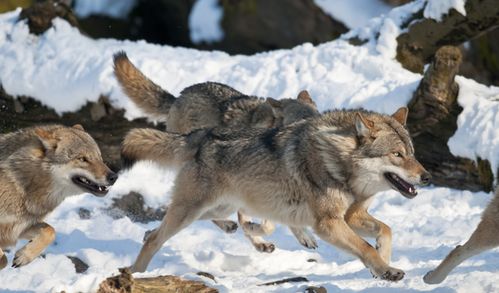 低级狼在以家庭为单位的狼群中,并没有交配权,将如何繁殖后代